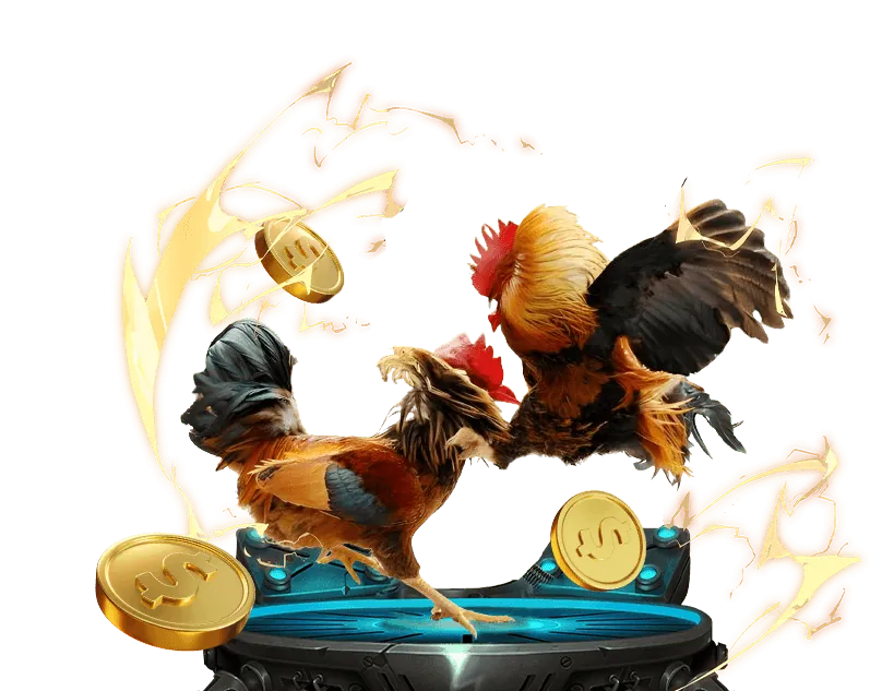 Hướng Dẫn Cá Cược Đá Gà 555win